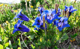 005 - enzian die grossen